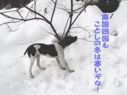 犬だけど寒い冬はイヤダー！